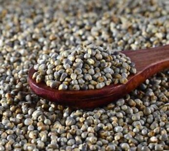 Pearl Millet 4kg